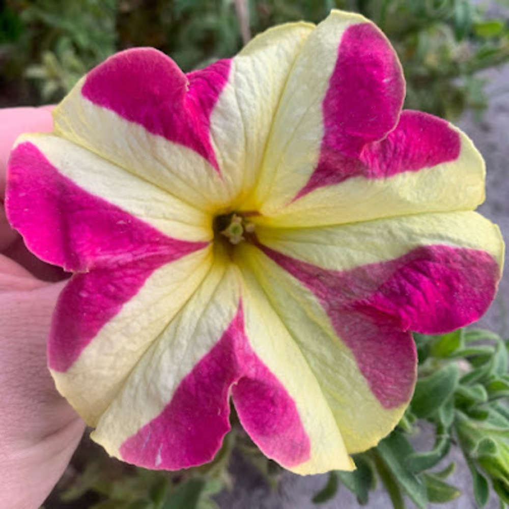 Meet your Posher, Kelli